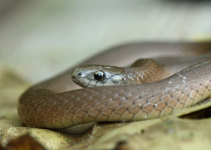 Smooth Earth Snake